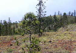 Лесные ресурсы